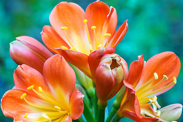 포토 JPG 해외이미지 식물 꽃잎 꽃 백그라운드 꽃무늬 오렌지 선인장 사람없음 장식 빨간색 초록색 노란색 봄 벚꽃 신선 닫기 오브젝트 날카로움 내추럴 고립 해외202004 해외포토 계절 컬러 무늬 과일 모션 파일형식 이미지허브