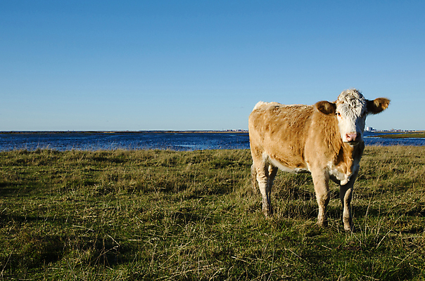 포토 JPG 해외이미지 동물 1 응시 밭 농업 자연 하늘 스웨덴 서기 풍경 사람없음 초록색 물 여름 파란색 농장 농경지 갈색 평화 자유 시골 관찰 소 땅 싱글 황소 혼자 목가 해외202004 해외포토 자연요소 시선 계절 산업 컬러 컨셉 포유류 모션 북유럽 생태계 파일형식 이미지허브