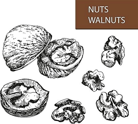 EPS 해외이미지 식물 음식 다이어트 일러스트 재료 건강 씨앗 세트 정원 힘 견과류 수확 신선 스케치 수집 오브젝트 그림 윤곽 호두 손그림 판화 건강식 고립 채식주의자 디테일 비건 해외202004 해외일러스트 농업 미술 채식 파일형식 벡터 이미지허브