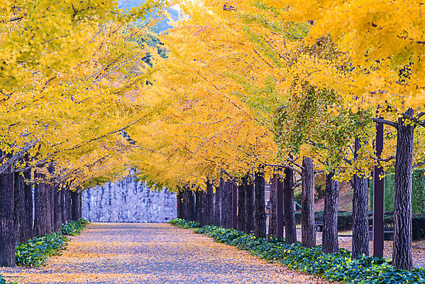 포토 JPG 해외이미지 나무 식물 계절 공원 아시아 도로 길 스포츠 여행 백그라운드 잎 자연 거리 사람 풍경 사람없음 야외 컬러풀 노란색 환경 정원 일본 가을 도시 황금 도쿄 숲 대학교 내추럴 해외202004 해외포토 공공시설 나라 컬러 학교 교통시설 생태계 파일형식 이미지허브