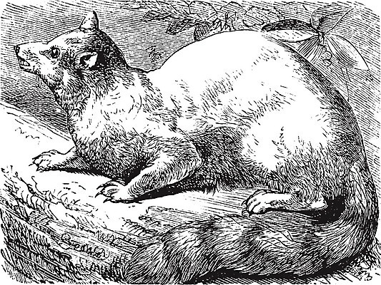 EPS 해외이미지 동물 척추동물 야생동물 일러스트 포유류 자연 털 미술 검은색 고양이 수확 골동품 흰색 반지 인쇄 모피 그림 꼬리 판화 애리조나 광부 옛날 해외202004 해외일러스트 직업 컬러 농업 장신구 문화예술 반려동물 미국 생태계 파일형식 벡터 이미지허브