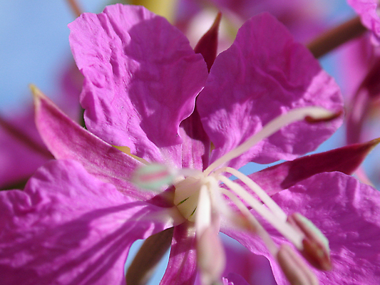포토 JPG 해외이미지 식물 밭 자연 친절 사람없음 목재 세계 정원 행성 채소밭 꽃수술 막자 해외202004 해외포토 나무 농업 재료 우주 생태계 파일형식 이미지허브