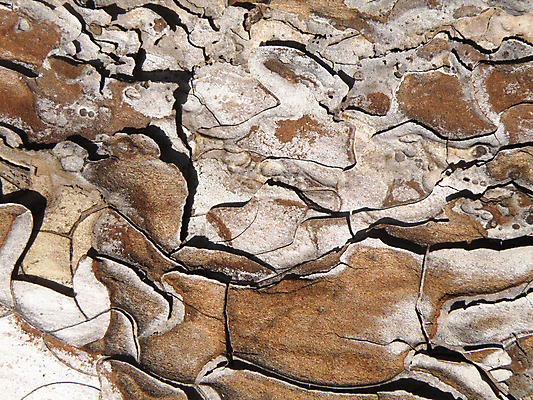 포토 JPG 해외이미지 나무 백그라운드 패턴 자연 사람없음 목재 갈색 숲 질감 나무껍질 내추럴 해외202004 해외포토 식물 컬러 무늬 재료 껍질 생태계 파일형식 이미지허브