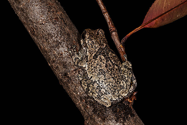포토 JPG 해외이미지 나무 야생동물 백그라운드 자연 개구리 양서류 앉기 사람없음 반려동물 점프 검은색 회색 젖음 나뭇가지 작음 육식동물 고립 끈적임 해외202004 해외포토 식물 동물 컬러 모션 크기 생태계 파일형식 이미지허브