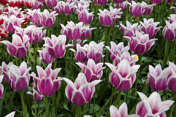 포토 JPG 해외이미지 식물 공원 꽃 사람없음 초록색 정원 보라색 봄 튤립 개화 해외202004 해외포토 계절 공공시설 컬러 파일형식 이미지허브