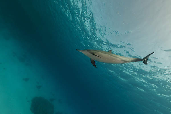 포토 JPG 해외이미지 식물 동물 모래 바다 백그라운드 자연 표면 어류 풍경 사람없음 물 파란색 컬러풀 햇빛 태양 바닷속 수중 광선 산호 아래 돌고래 장면 암초 깊이 소금물 이국적 침몰 파라다이스 해외202004 해외포토 자연요소 컬러 포유류 수중동물 자포동물 방향 생태계 위치 파일형식 이미지허브