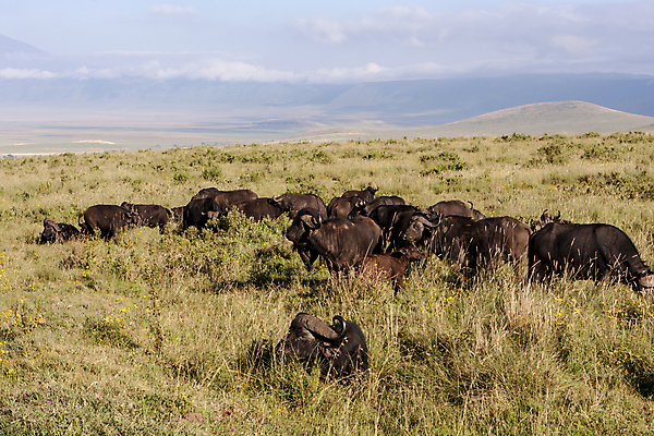포토 JPG 해외이미지 구름 아프리카 하늘 풍경 사람없음 야외 초록색 파란색 흰색 황무지 탄자니아 해외202004 해외포토 자연요소 나라 컬러 파일형식 이미지허브