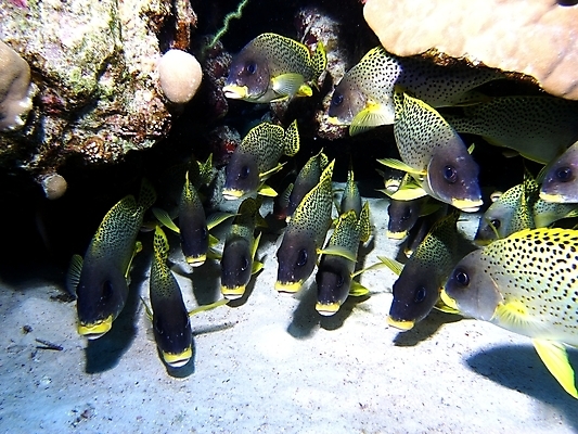 포토 JPG 해외이미지 식물 동물 야생동물 자연 표면 어류 사람없음 물 반사 수중 투명 스노클링 산호 잠수부 암초 동물상 해외202004 해외포토 자연요소 조형물 수중동물 수상스포츠 자포동물 전문직 생태계 파일형식 이미지허브