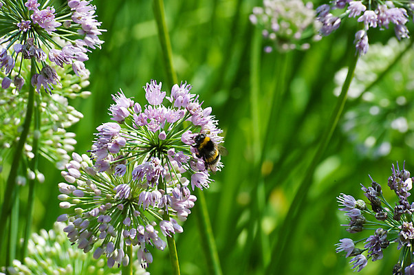 포토 JPG 해외이미지 식물 동물 꽃 꽃다발 곤충 잎 밭 자연 씨앗 사람없음 가로 초록색 컬러풀 정원 보라색 봄 벚꽃 개화 벌레 말벌 유기농 원예 꿀 해외202004 해외포토 웰빙 계절 컬러 농업 취미 벌_곤충 생태계 파일형식 이미지허브