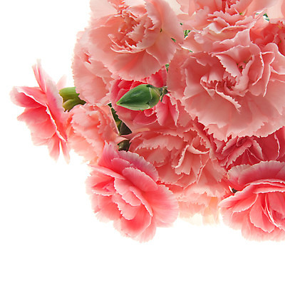 포토 JPG 해외이미지 식물 꽃잎 꽃 분홍색 꽃다발 결혼 백그라운드 자연 벽지 결혼식 문구용품 선물 사랑 사람없음 활발 벚꽃 흰색 신선 신용카드 날짜 다발 향수 카네이션 아로마 초대 강렬 해외202004 해외포토 감정 컬러 컨셉 이벤트 금융 화장품 오브젝트 생태계 파일형식 이미지허브