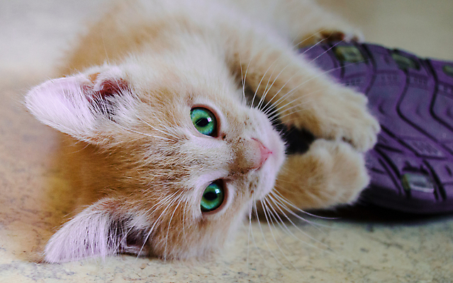 포토 JPG 해외이미지 동물 응시 신발 장난 놀이 휴식 수염 슬리퍼 바닥 털 함께함 실내 사람없음 빨간색 초록색 반려동물 장난감 머리 고양이 아기 잡기 작음 큼 귀 솜털 거짓말 해외202004 해외포토 시선 컬러 컨셉 포유류 모션 사람 내부 신체부위 크기 파일형식 이미지허브