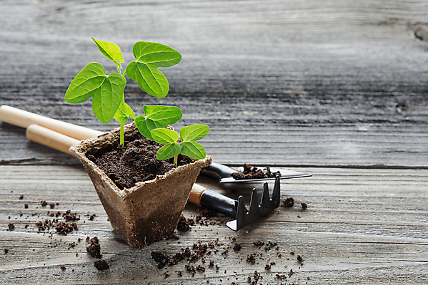 포토 JPG 해외이미지 식물 화분 백그라운드 잎 자연 취미 사람없음 목재 초록색 새싹 흙 도구 삽 원예 내추럴 갈퀴 모종 해외202004 해외포토 나무 컬러 재료 생태계 파일형식 이미지허브
