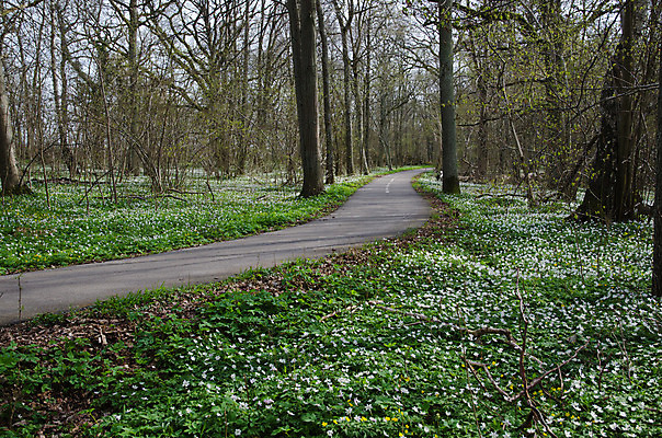 포토 JPG 해외이미지 나무 계절 꽃 도로 길 여행 낙엽 교통시설 자연 풍경 사람없음 봄 자유 탐험 시골 숲 오솔길 아스팔트 탐사 땅바닥 방법 해외202004 해외포토 식물 교통 컨셉 잎 바닥 시설 생태계 파일형식 이미지허브