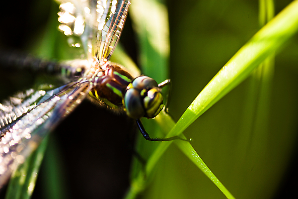 포토 JPG 해외이미지 동물 야생동물 곤충 잎 절지류 신체 자연 사람없음 초록색 햇빛 머리 봄 용 투명 잠자리 육식동물 내추럴 동물상 포식 해외202004 해외포토 식물 계절 컬러 신체부위 태양 조형물 생태계 파일형식 이미지허브