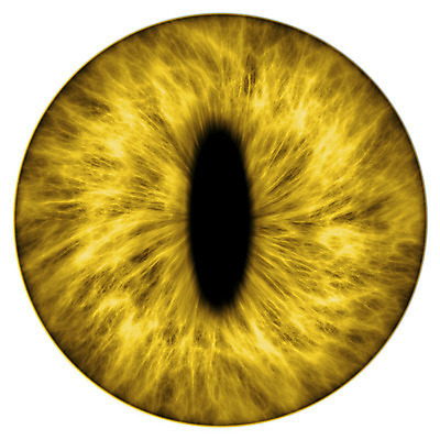 포토 JPG 해외이미지 동물 학생 디자인 응시 백그라운드 일러스트 해부 추상 건강 사람 사람없음 초록색 빛 노란색 지구본 고양이 흰색 오픈 황금 닫기 눈동자 묘사 질감 생물학 시력 비전 붓꽃 고립 돌봄 해외202004 해외포토 시선 교육 꽃 컬러 무늬 포유류 의학 모션 반려동물 눈_신체부위 파일형식 이미지허브