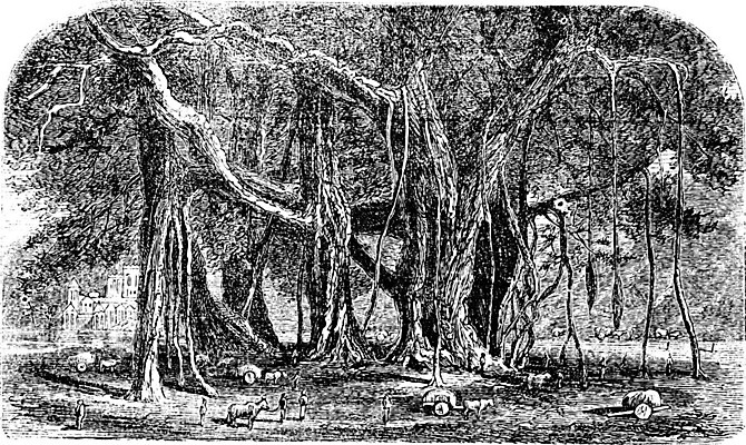 EPS 해외이미지 나무 식물 잎 일러스트 자연 안테나 매달리기 미술 씨앗 장식 초록색 정원 검은색 미니어처 수확 골동품 흰색 나뭇가지 숲 인쇄 큼 상인 그림 뿌리 나무껍질 판화 분재 무화과 옛날 해외202004 해외일러스트 컬러 농업 과일 통신 모션 문화예술 모형 껍질 크기 생태계 파일형식 벡터 이미지허브