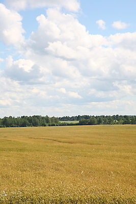 포토 JPG 해외이미지 밭 자연 하늘 풍경 사람없음 여름 농장 수확 시골 허브 러시아 러시아인 해외202004 해외포토 서양인 식물 계절 유럽 농업 생태계 파일형식 이미지허브