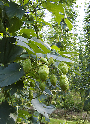 포토 JPG 해외이미지 잎 농업 맥주 주류 사람없음 초록색 경작 해외202004 해외포토 식물 산업 음료 컬러 농사 파일형식 이미지허브