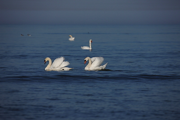 포토 JPG 해외이미지 동물 호수 야생동물 백그라운드 날개 자연 조류 추상 풍경 사람없음 야외 물 빛 반려동물 화목 침묵 흰색 황무지 우아함 심볼 순수 깃털 백조 장면 솜털 내추럴 단아함 해외202004 해외포토 자연요소 컬러 컨셉 무늬 소리 생태계 파일형식 이미지허브