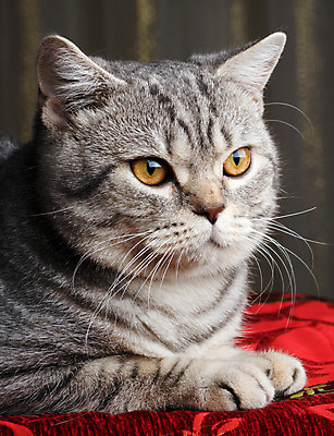 포토 JPG 해외이미지 동물 1 응시 얼굴 포즈 백그라운드 장난 포유류 생물 수염 주택 털 앉기 사람없음 세로 반려동물 귀여움 고양이 카펫 회색 모피 호기심 슛 얼룩무늬 솜털 동반자 스코틀랜드 해외202004 해외포토 시선 감정 컬러 컨셉 무늬 모션 영국 건물 신체부위 파일형식 이미지허브