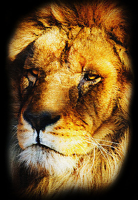 포토 JPG 해외이미지 동물 남자 얼굴 야생동물 백그라운드 일러스트 아프리카 자연 사람없음 머리 고양이 위험 사자 왕 사파리 리더 캔버스 육식동물 사자자리 웅장함 해외202004 해외포토 나라 컨셉 포유류 사람 신체부위 반려동물 별자리 생태계 파일형식 이미지허브