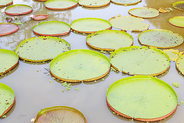 포토 JPG 해외이미지 식물 꽃 분홍색 사람없음 초록색 물 정원 연못 플랫 벌레 묘사 잡종 패드 해외202004 해외포토 자연요소 컬러 곤충 파일형식 이미지허브