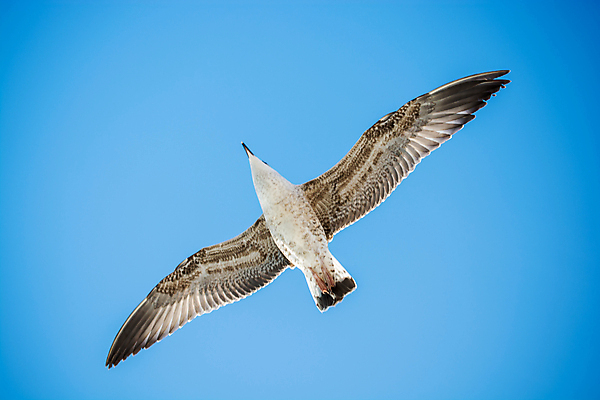 포토 JPG 해외이미지 동물 1 야생동물 백그라운드 날개 자연 갈매기 조류 하늘 서기 사람없음 파란색 평화 자유 비행 깃털 부리 고립 무료 해외202004 해외포토 컬러 컨셉 모션 생태계 파일형식 이미지허브