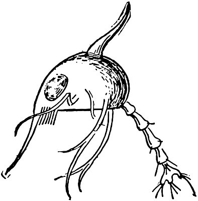 EPS 해외이미지 선 일러스트 미술 검은색 수확 게 흰색 그림 판화 변태 해외202004 해외일러스트 컬러 농업 문화예술 갑각류 파일형식 벡터 이미지허브