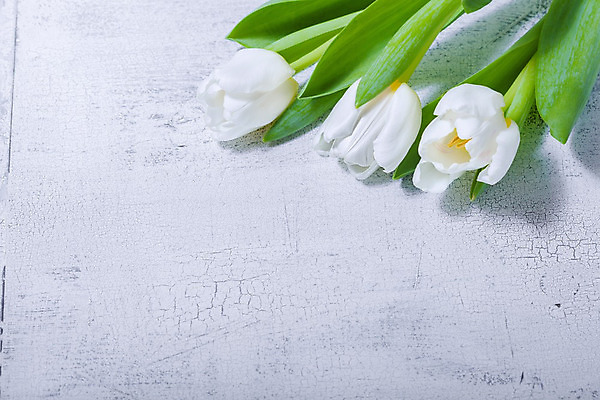 포토 JPG 해외이미지 꽃잎 꽃 꽃다발 결혼 백그라운드 잎 자연 탁자 부활절 선물 사람없음 초록색 하이앵글 노란색 봄 튤립 벚꽃 흰색 시골 축하 널 이슬 다발 카피스페이스 해외202004 해외포토 식물 계절 기념일 뷰포인트 컬러 가구 컨셉 이벤트 공백 생태계 파일형식 이미지허브