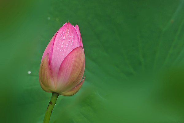 포토 JPG 해외이미지 식물 꽃 선 꽃무늬 자연 사람없음 빨간색 초록색 환경 흰색 신성 해외202004 해외포토 컬러 무늬 생태계 파일형식 이미지허브