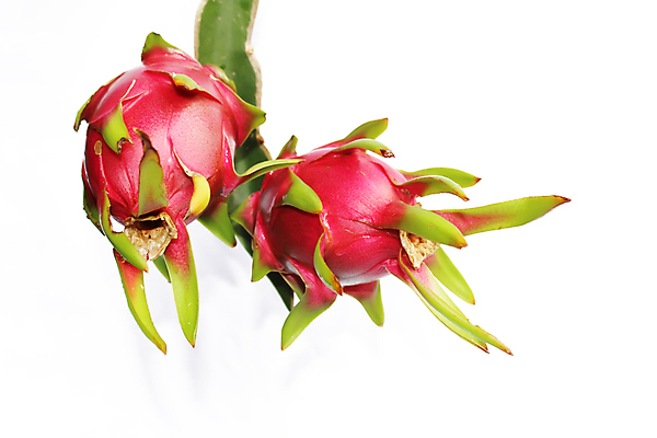 포토 JPG 해외이미지 나무 식물 음식 줄기 분홍색 잎 농업 과일 부분 자연 선인장 건강 씨앗 사람없음 빨간색 초록색 여름 농장 정원 검은색 성장 용 시골 신선 가시 달콤 과수원 먹기 유기농 날것 베트남 숙성 식용 이국적 특별함 해외202004 해외포토 웰빙 계절 산업 컬러 컨셉 모션 동남아시아 맛 생태계 파일형식 이미지허브