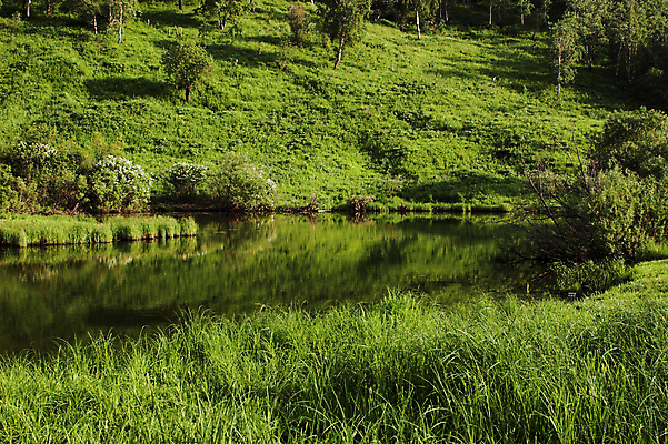 포토 JPG 해외이미지 나무 호수 잎 자연 풍경 사람없음 야외 초록색 물 여름 태양 반사 평화 환경 숲 내추럴 생태학 해외202004 해외포토 자연요소 식물 계절 교육 컬러 컨셉 생태계 파일형식 이미지허브