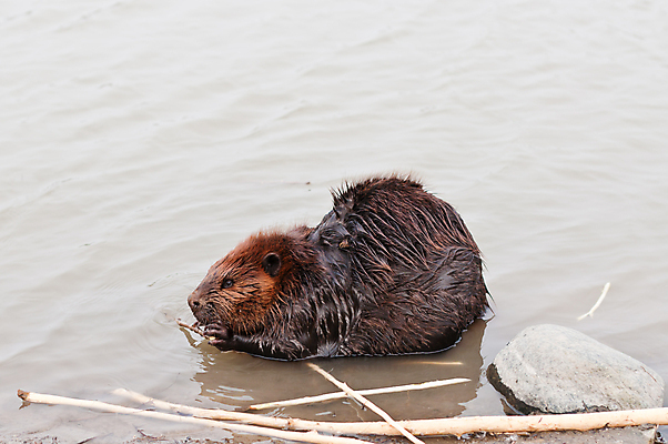 포토 JPG 해외이미지 동물 야생동물 포유류 자연 사람없음 야외 가로 사진촬영 연못 막대기 먹기 비버 해외202004 해외포토 모션 촬영 생태계 파일형식 이미지허브