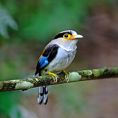 포토 JPG 해외이미지 나무 동물 공원 야생동물 날개 자연 조류 사람없음 야외 여름 컬러풀 노란색 정원 봄 흰색 나뭇가지 은색 숲 작음 가득함 깃털 길이 동물상 뒤뜰 해외202004 해외포토 식물 계절 공공시설 컬러 조형물 크기 생태계 파일형식 이미지허브