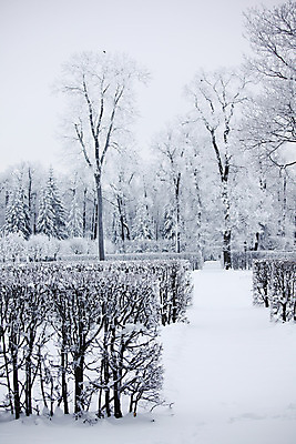 포토 JPG 해외이미지 주간 나무 공원 겨울 하늘 사람없음 야외 눈 겨울풍경 해외202004 해외포토 자연요소 식물 계절 공공시설 날씨 풍경 파일형식 이미지허브