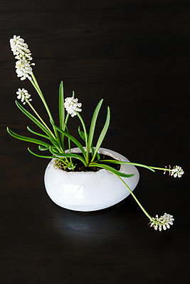 포토 JPG 해외이미지 식물 디자인 계절 꽃 줄기 컨셉 꽃무늬 자연 탁자 휴가 부활절 선물 사람없음 목재 장식 초록색 꽃병 봄 수확 성장 벚꽃 흰색 축하 신선 둥지 배열 심볼 원예 복고 부활절계란 내추럴 히아신스 해외202004 해외포토 나무 기념일 컬러 가구 무늬 농업 재료 취미 계란 생태계 파일형식 이미지허브