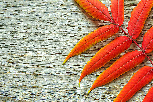 포토 JPG 해외이미지 식물 계절 백그라운드 컨셉 잎 패턴 오렌지 자연 벽지 추상 프레임 건조 풍경 사람없음 장식 빨간색 빛 컬러풀 태양 노란색 우주 환경 맑음 활발 덮개 가을 황금 널 묘사 유기농 질감 내추럴 해외202004 해외포토 자연요소 웰빙 컬러 무늬 과일 날씨 뚜껑 생태계 파일형식 이미지허브