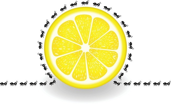 EPS 해외이미지 클립아트 식물 동물 음식 조각 곤충 과일 일러스트 자연 그래픽 소풍 달콤 벌레 만화 먹기 레몬 개미 고립 동물상 침범 해외202004 해외일러스트 모션 조형물 야외활동 맛 생태계 파일형식 벡터 이미지허브