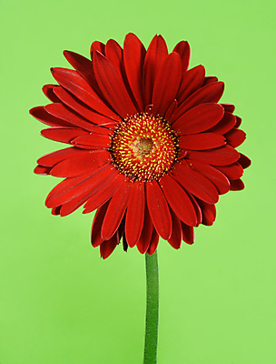 포토 JPG 해외이미지 식물 꽃 꽃무늬 자연 사람없음 빨간색 초록색 컬러풀 침묵 벚꽃 개화 데이지 거베라 내추럴 해외202004 해외포토 컬러 무늬 소리 생태계 파일형식 이미지허브