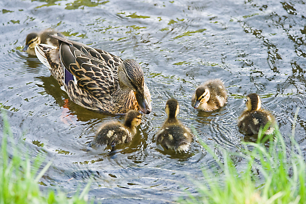 포토 JPG 해외이미지 모양 동물 공원 여자 호수 야생동물 백그라운드 2 자연 조류 표면 오리 사람없음 물 파란색 태양 봄 젖음 물방울 연못 신선 시원함 순수 깃털 묘사 부리 청둥오리 해외202004 해외포토 자연요소 계절 공공시설 컬러 컨셉 사람 생태계 파일형식 이미지허브