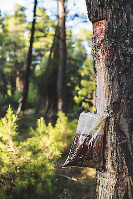 포토 JPG 해외이미지 나무 식물 산업 농업 가방 자연 사람없음 야외 목재 초록색 갈색 환경 손상 흐름 시골 신선 소나무 투명 액체 사발 떨어짐 숲 플라스틱 자르기 수집 날것 나무껍질 침엽수 내추럴 어려움 잇몸 가문비나무 해외202004 해외포토 잡화 컬러 컨셉 신체 재료 모션 재질 껍질 사기그릇 생태계 파일형식 이미지허브