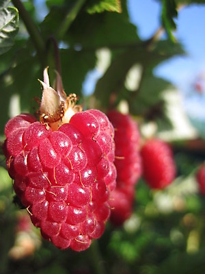 포토 JPG 해외이미지 열매 줄기 잎 과일 사람없음 닫기 산딸기 해외202004 해외포토 식물 모션 파일형식 이미지허브