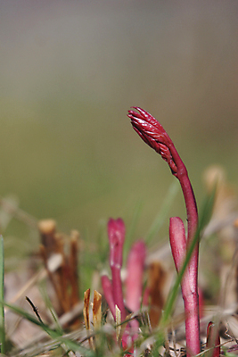 포토 JPG 해외이미지 꽃 사람없음 세트 새싹 봄 작약 총쏘기 해외202004 해외포토 식물 계절 모션 파일형식 이미지허브