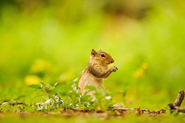 포토 JPG 해외이미지 나무 동물 응시 야생동물 음식 백그라운드 포유류 자연 옥수수 사람없음 목재 빨간색 초록색 갈색 흰색 소프트포커스 설치류 작음 모피 먹기 꼬리 다람쥐 솜털 내추럴 고립 땅바닥 해외202004 해외포토 식물 시선 컬러 재료 모션 곡류 바닥 촬영기법 크기 생태계 파일형식 이미지허브