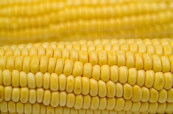 포토 JPG 해외이미지 식물 음식 자연 옥수수 사람없음 노란색 맛 속도 해외202004 해외포토 컬러 컨셉 곡류 생태계 파일형식 이미지허브