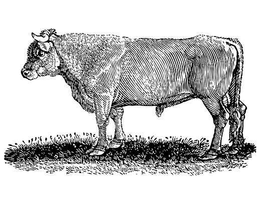 EPS 해외이미지 동물 손 디자인 음식 농업 일러스트 부분 자연 건강 육류 스테이크 미술 그래픽 세트 농장 머리 식당 가축 소고기 수확 그룹 소 스케치 자르기 먹기 허리 어깨 메뉴 준비 상쾌 그림 유기농 햄 날것 윤곽 도끼 베이컨 갈비뼈 고립 엘리먼트 해외202004 해외일러스트 웰빙 감정 산업 식재료 포유류 모션 문화예술 뼈 서양음식 돼지고기 신체부위 상점 생태계 파일형식 벡터 이미지허브