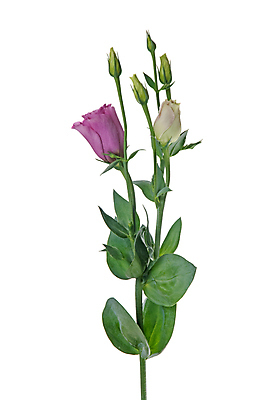 포토 JPG 해외이미지 줄기 잎 실내 사람없음 꽃봉오리 흰배경 호접란 해외202004 해외포토 식물 꽃 백그라운드 내부 흰색 파일형식 이미지허브