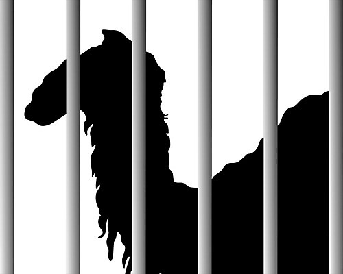 EPS 해외이미지 동물 공원 실루엣 백그라운드 일러스트 동물원 그래픽 울타리 정원 검은색 흰색 바 심볼 사인 낙타 새장 고립 단봉낙타 해외202004 해외일러스트 공공시설 컬러 포유류 촬영기법 담장 케이지 파일형식 벡터 이미지허브