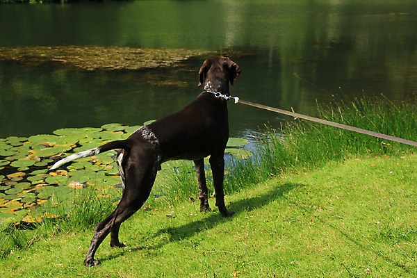 포토 JPG 해외이미지 동물 남자 털 사람없음 반려동물 갈색 흰색 개 사냥개 송곳니 기르기 유래 충고 해외202004 해외포토 컬러 포유류 사람 치아 돌봄 파일형식 이미지허브