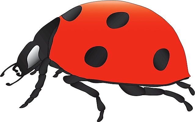 EPS 해외이미지 동물 곤충 백그라운드 일러스트 자연 빨간색 흰색 닫기 벌레 무당벌레 고립 동물상 해외202004 해외일러스트 컬러 모션 조형물 생태계 파일형식 벡터 이미지허브